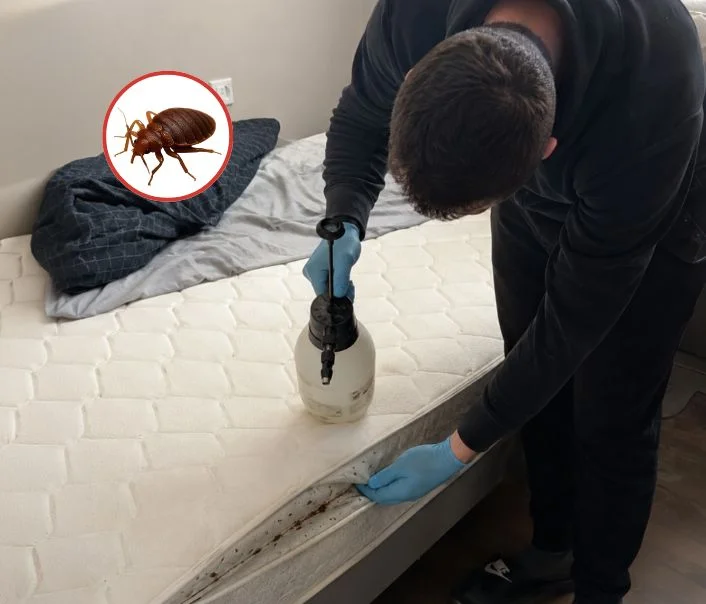 Technicien traitant un matelas contre les punaises de lit à Richarville